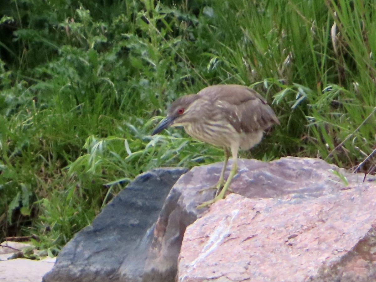 Black-crowned Night Heron - ML637709131