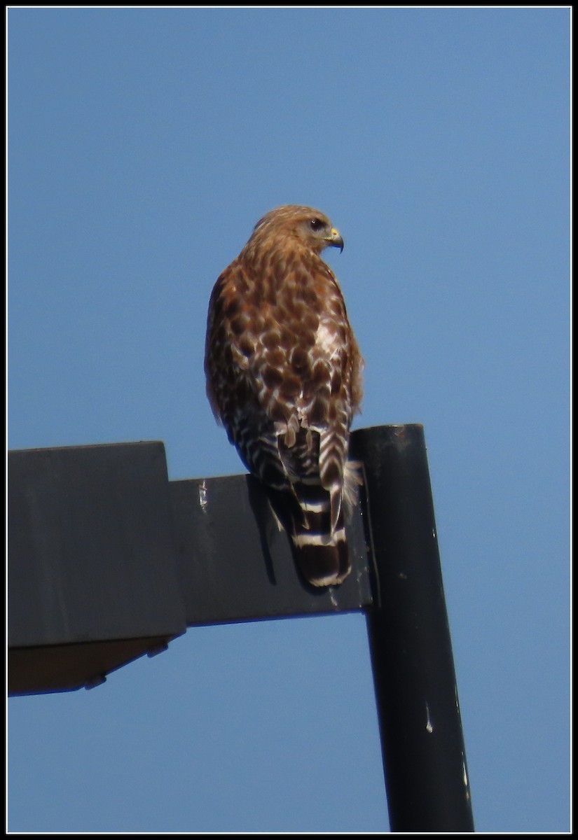 Red-shouldered Hawk - ML637709134