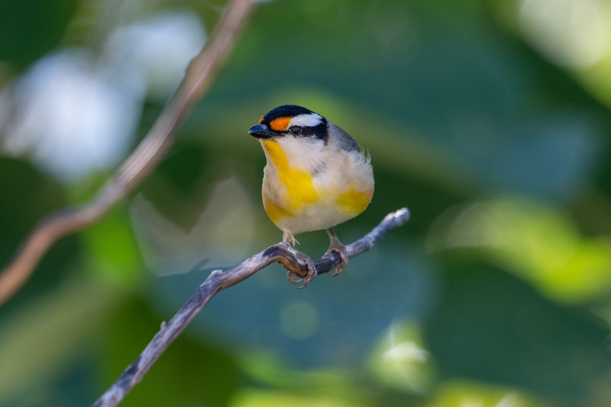 Striated Pardalote - ML637709135
