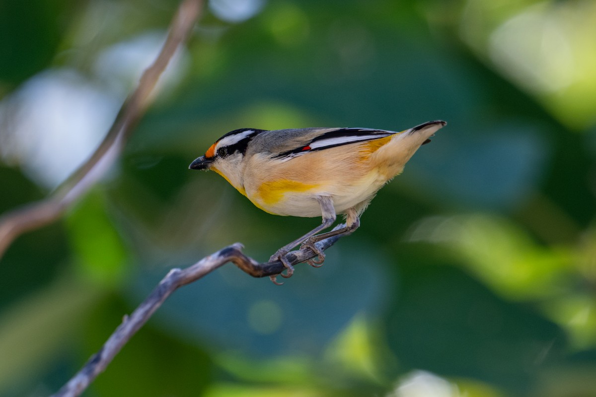 Striated Pardalote - ML637709136