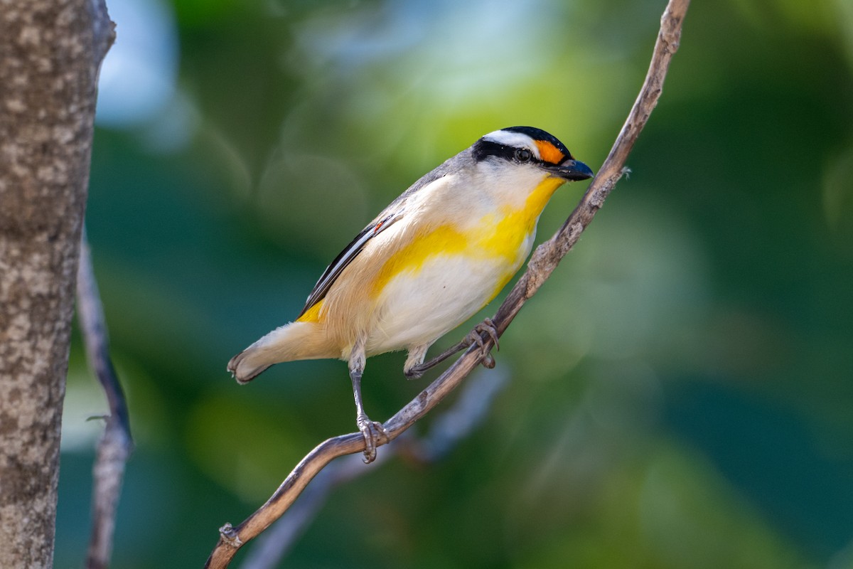 Striated Pardalote - ML637709137