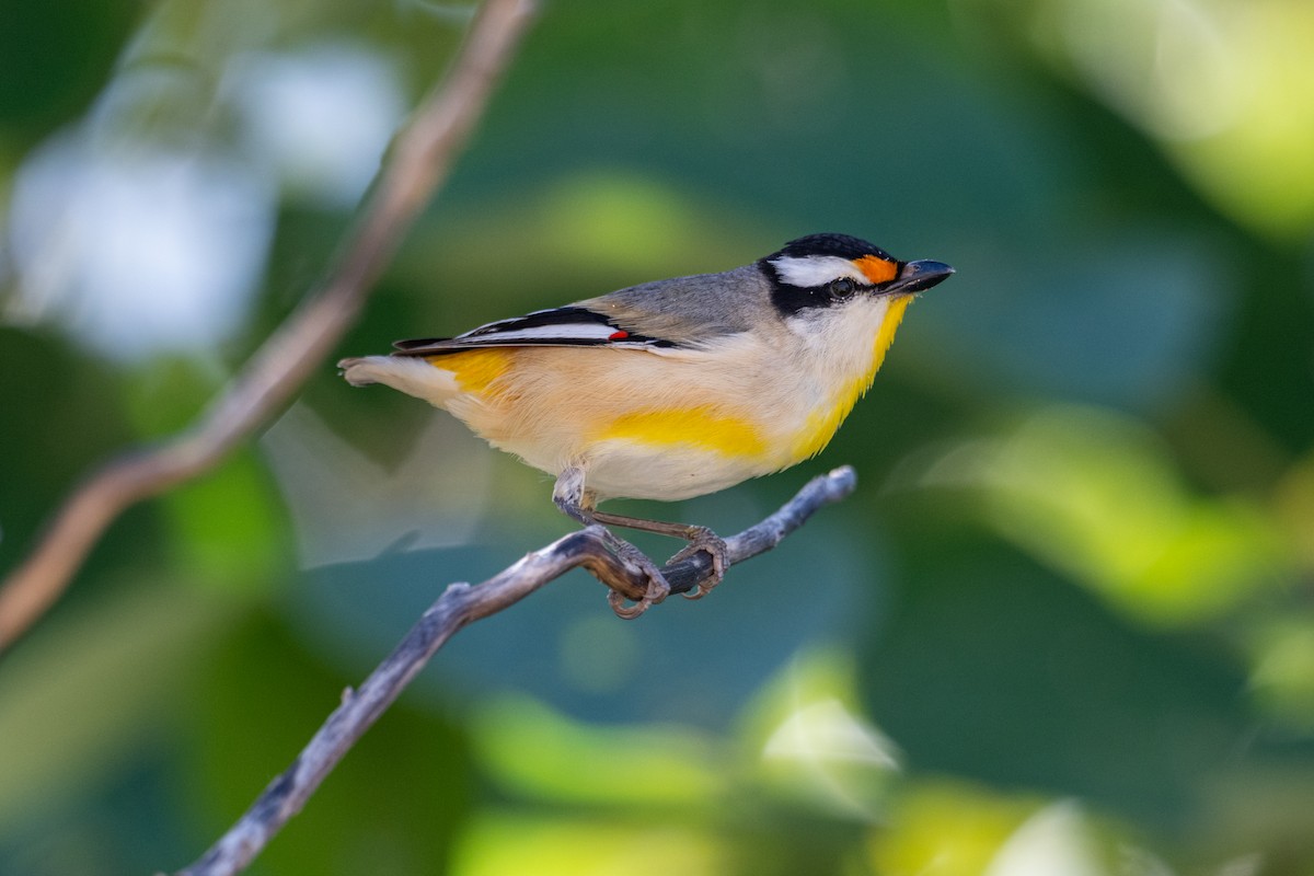 Striated Pardalote - ML637709138