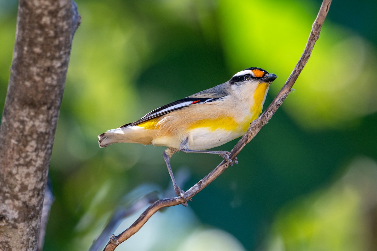 Striated Pardalote - ML637709139