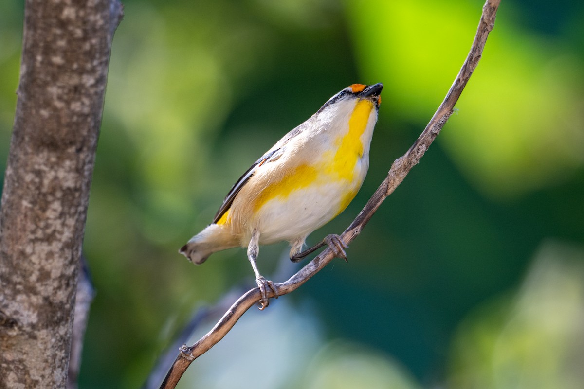 Striated Pardalote - ML637709140