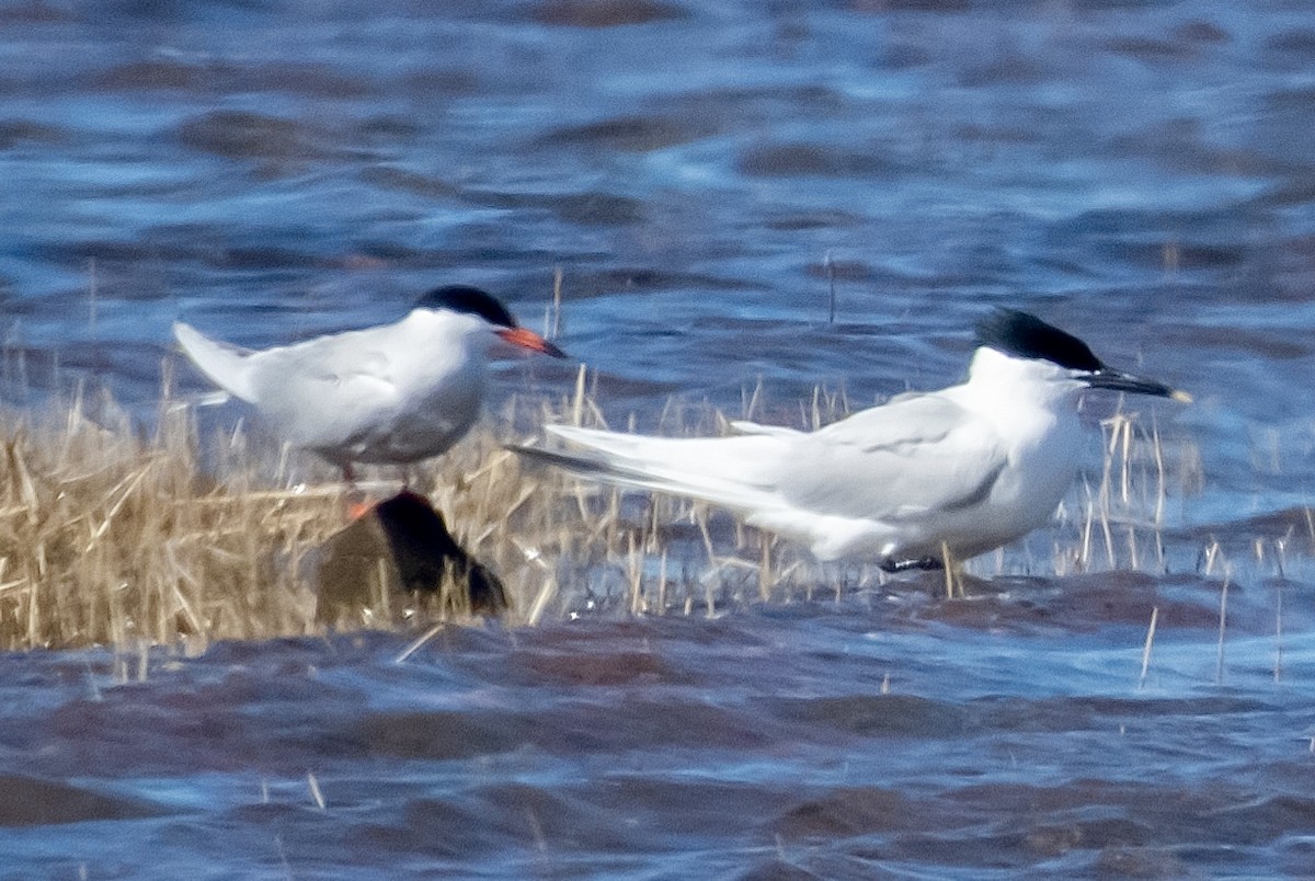 Sandwich Tern - ML637709143