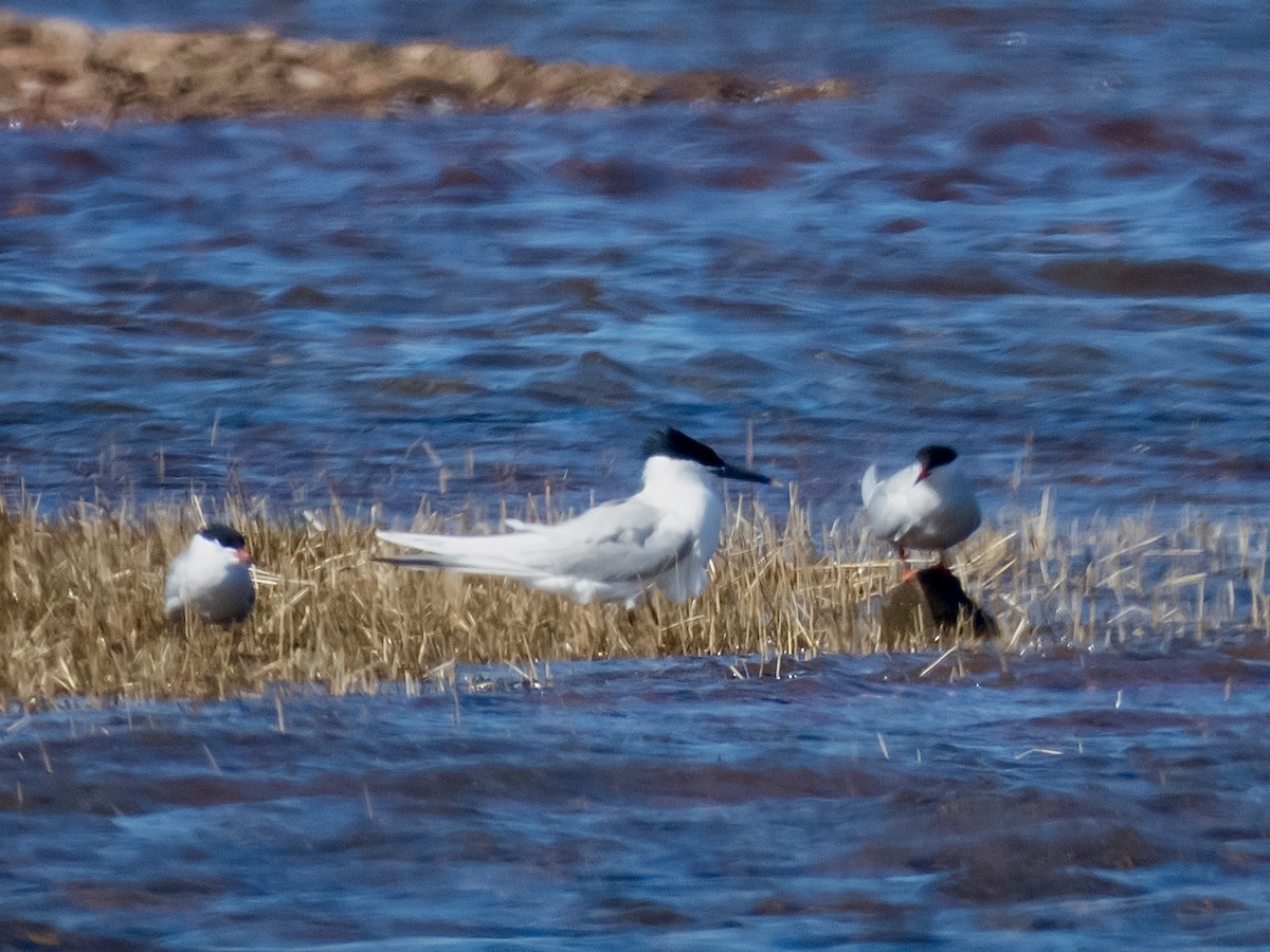 Sandwich Tern - ML637709144