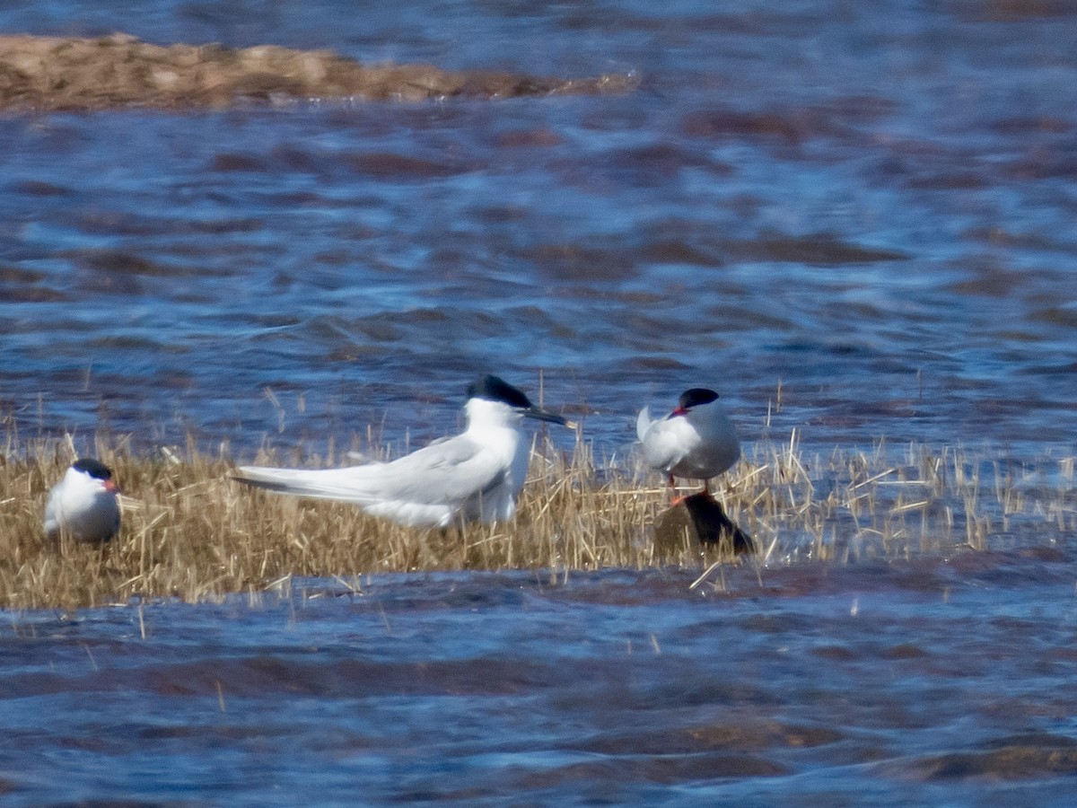 Sandwich Tern - ML637709145