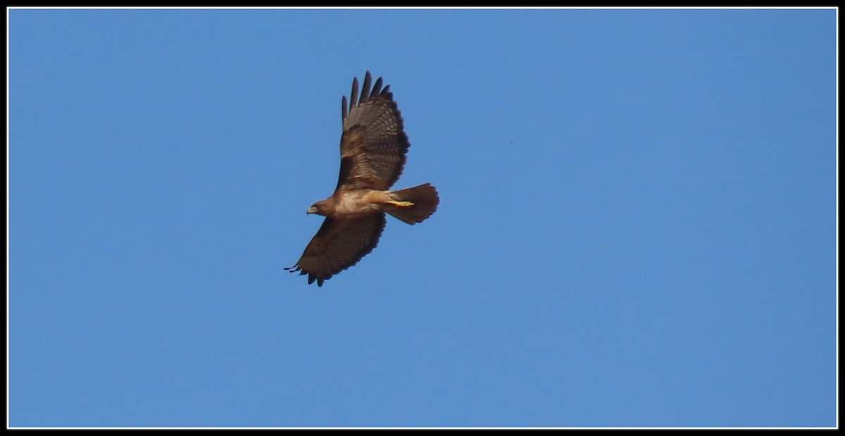 Red-tailed Hawk - ML637709146