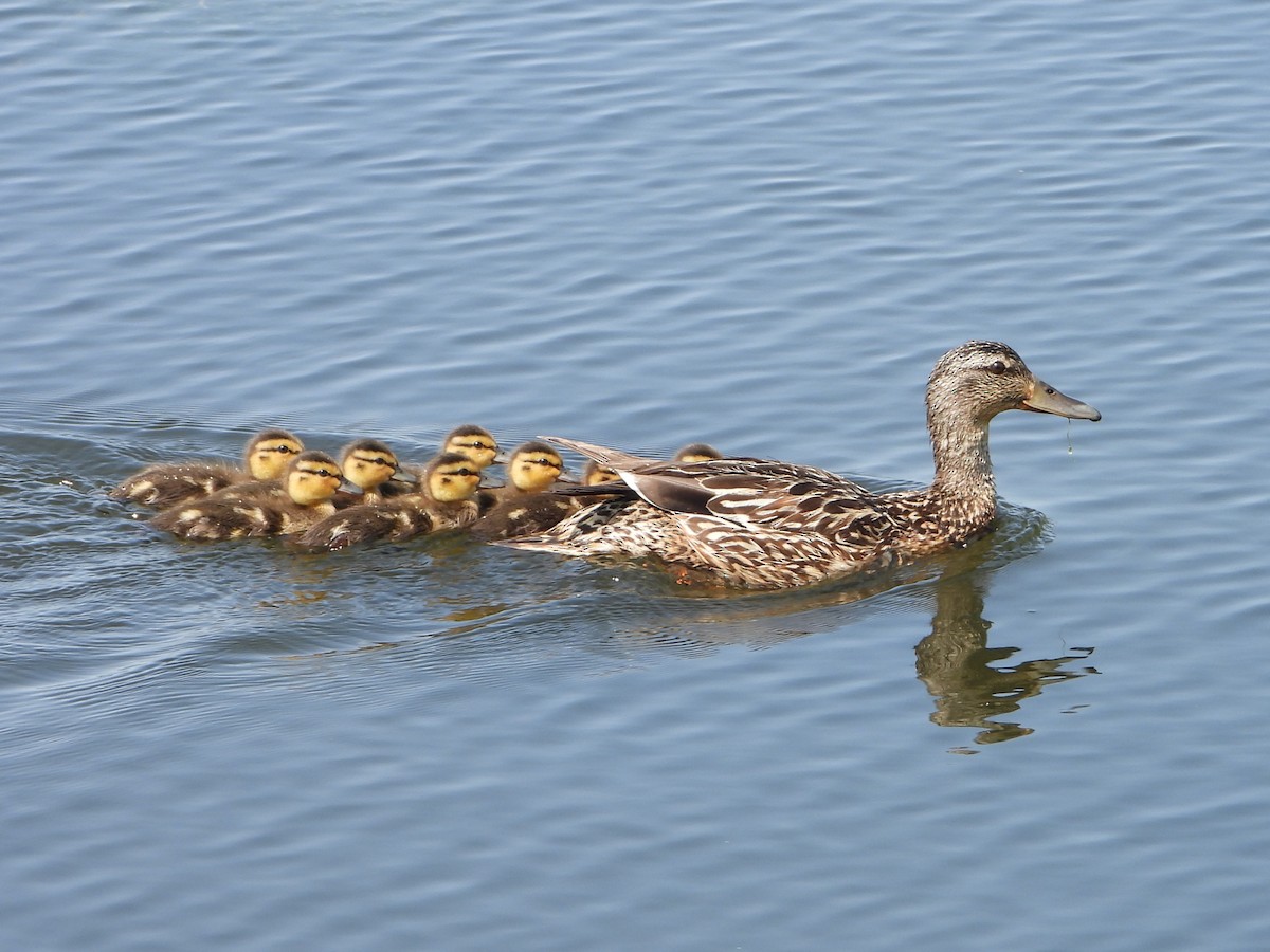 Mallard - ML637709151