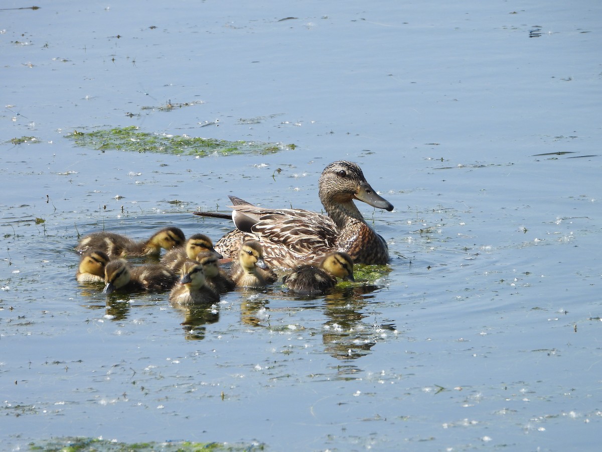 Mallard - ML637709152