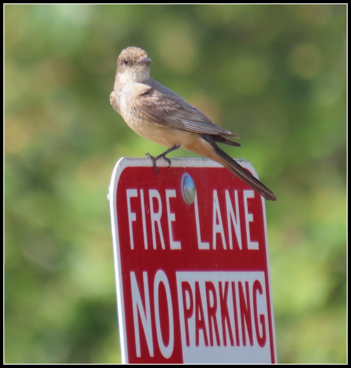 Say's Phoebe - ML637709153