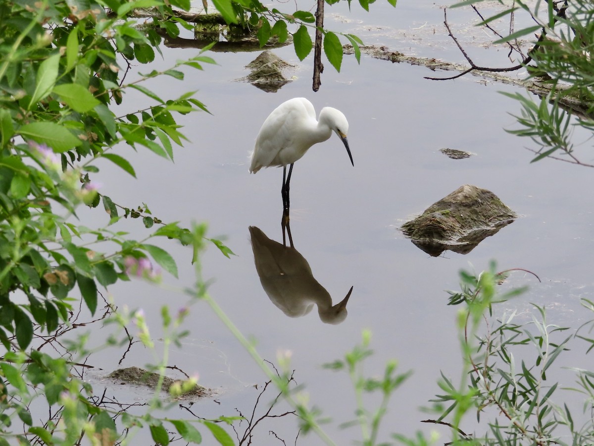Snowy Egret - ML637709154