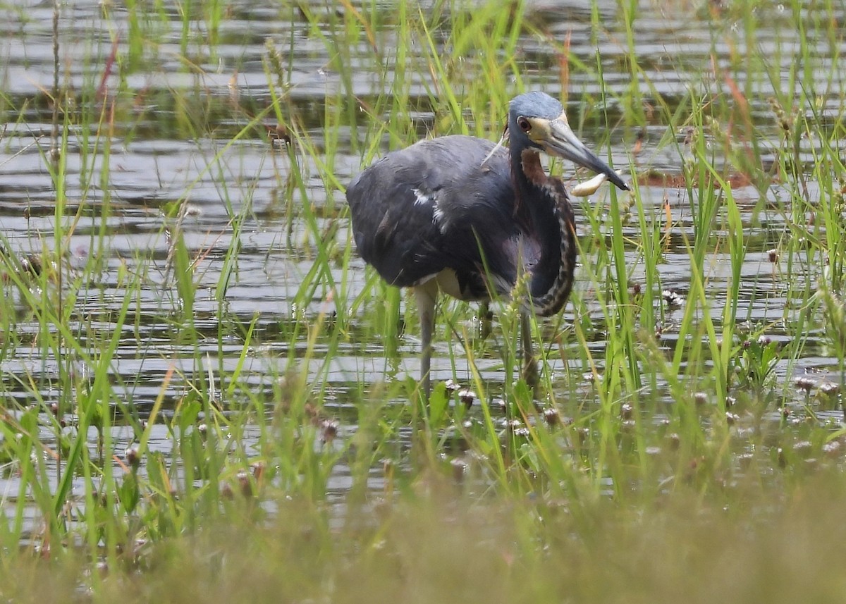 Tricolored Heron - ML637709157