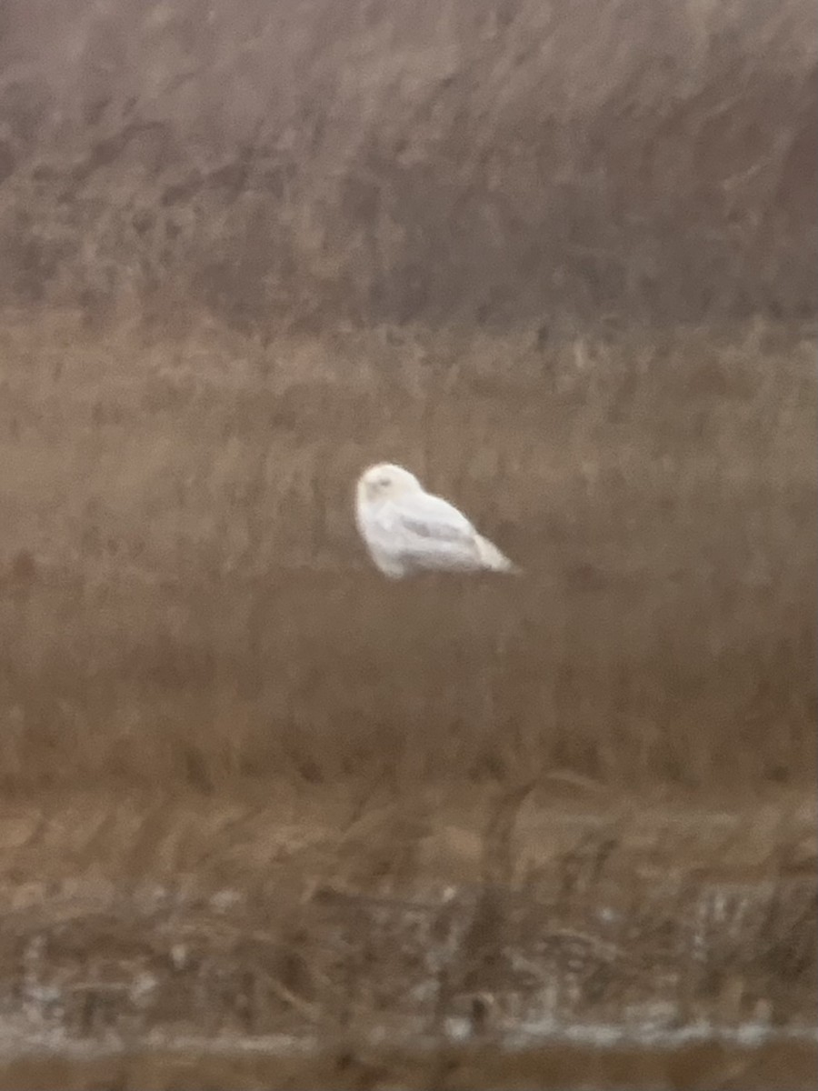 Snowy Owl - ML637709158