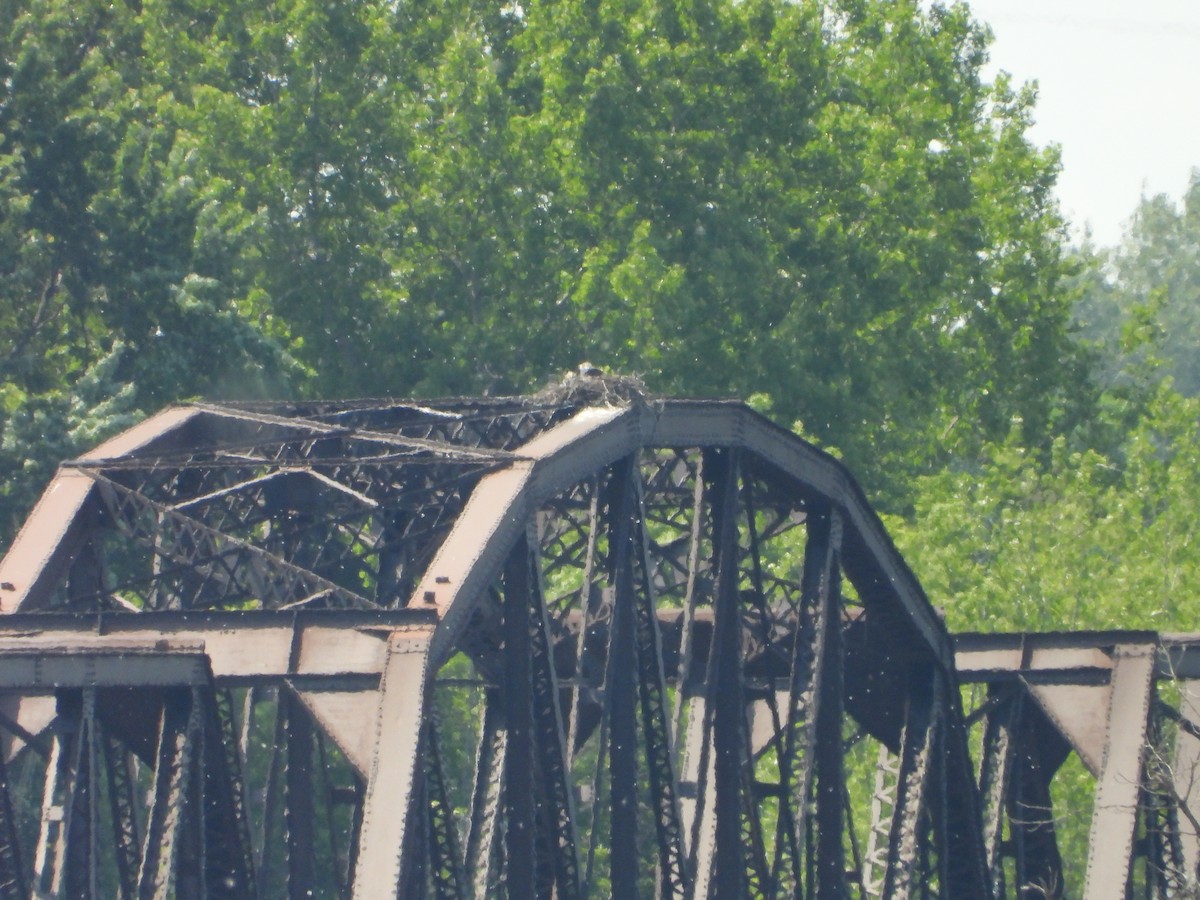 Osprey - ML637709160