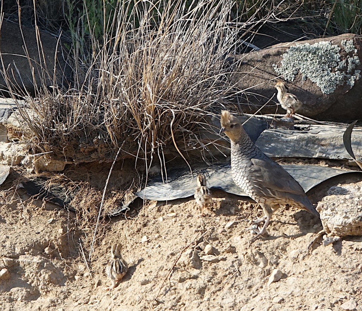 Scaled Quail - ML637709162