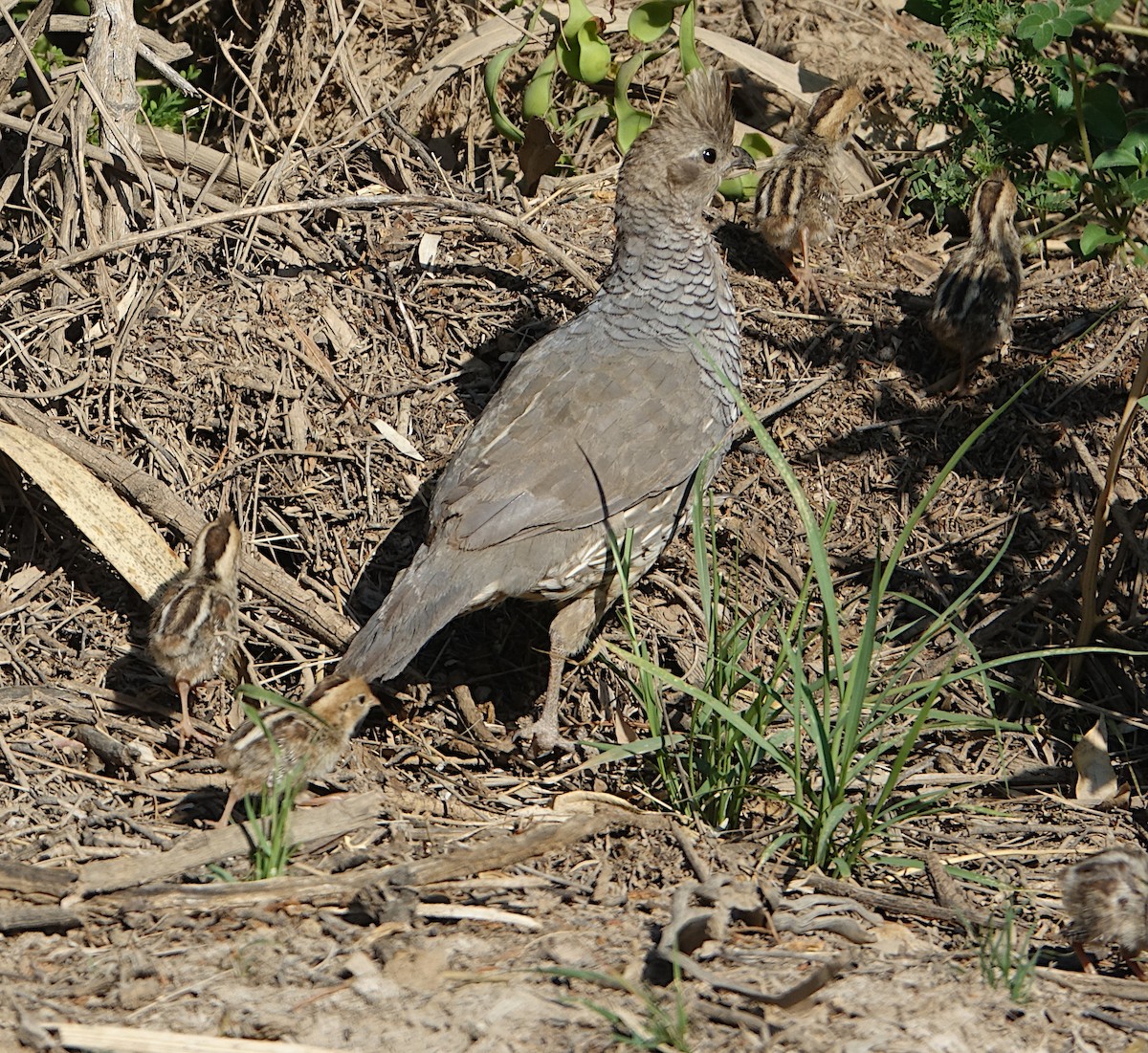 Scaled Quail - ML637709163