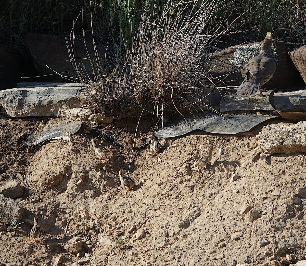 Scaled Quail - ML637709164
