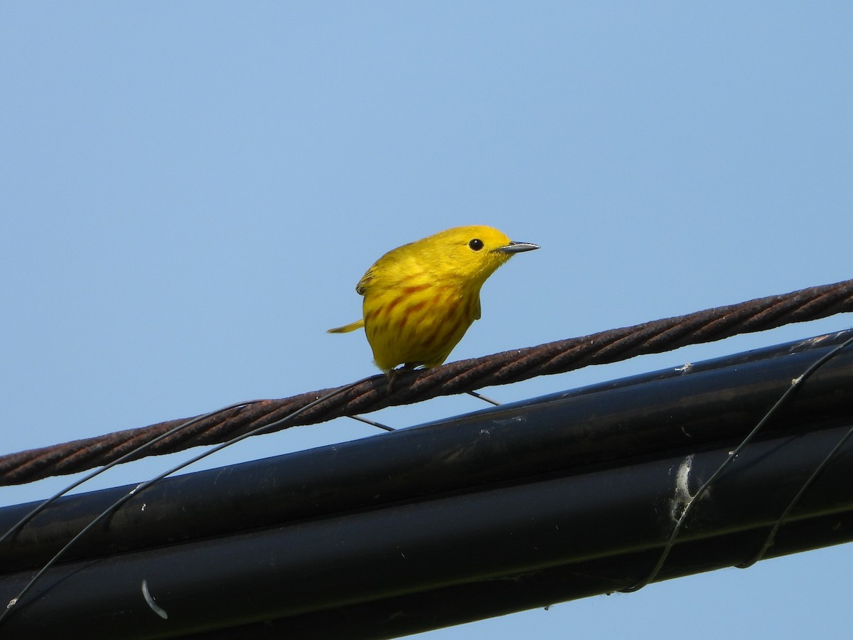 Yellow Warbler - ML637709165