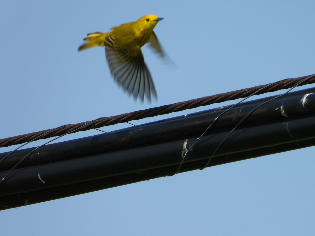 Yellow Warbler - ML637709167