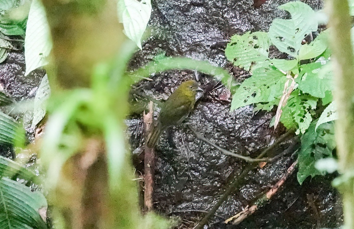 Carmiol's Tanager - ML637709176
