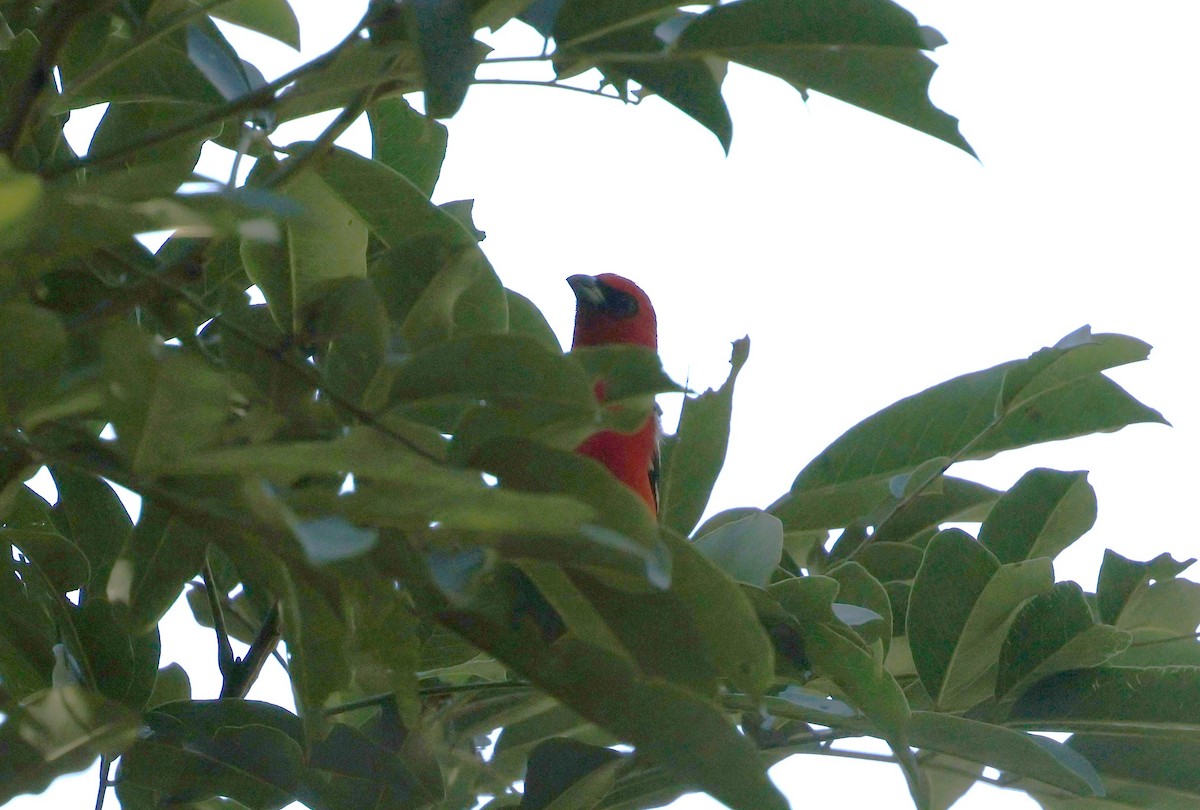 White-winged Tanager - ML637709189