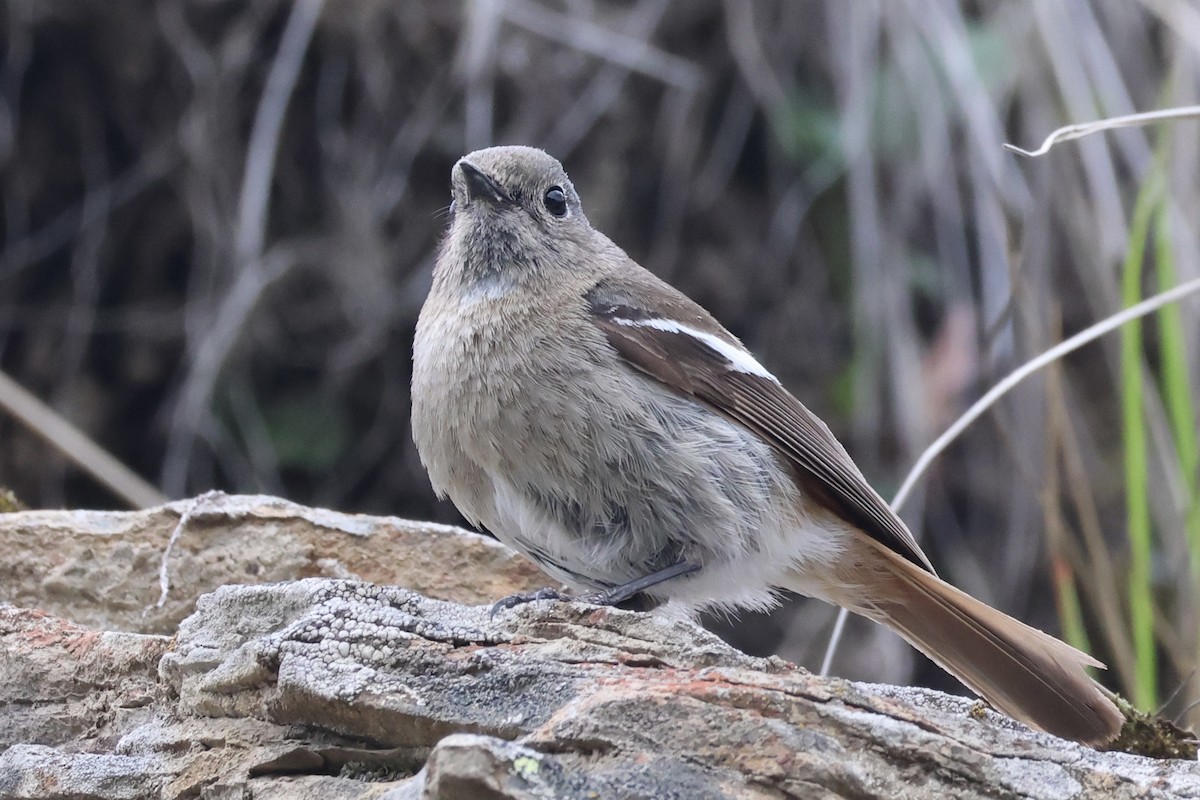 White-throated Redstart - ML637709201