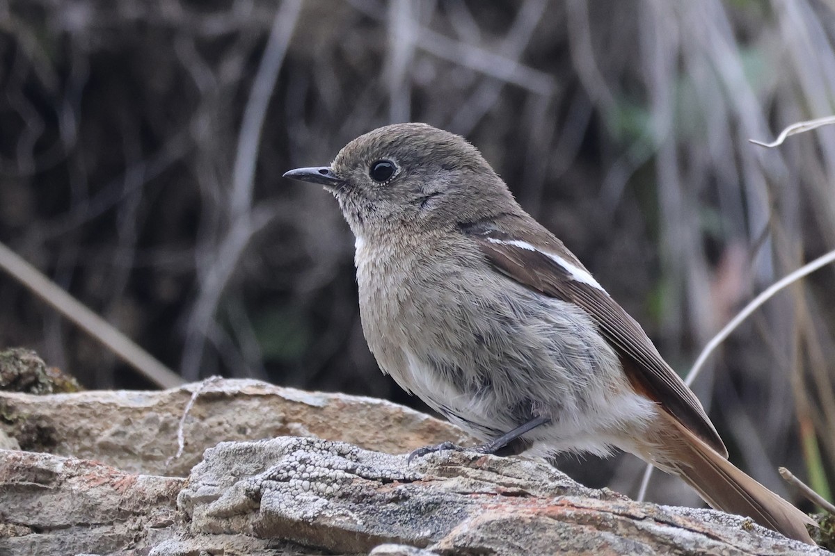 White-throated Redstart - ML637709203