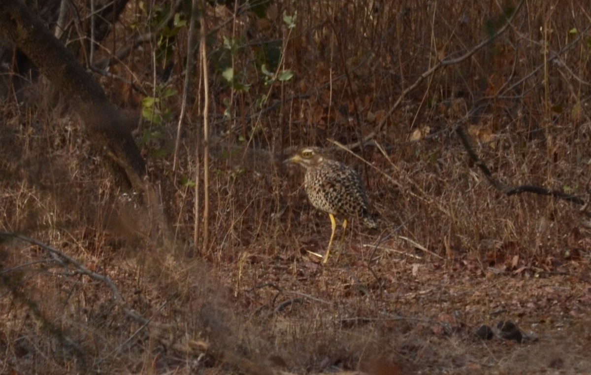 Spotted Thick-knee - ML637709205