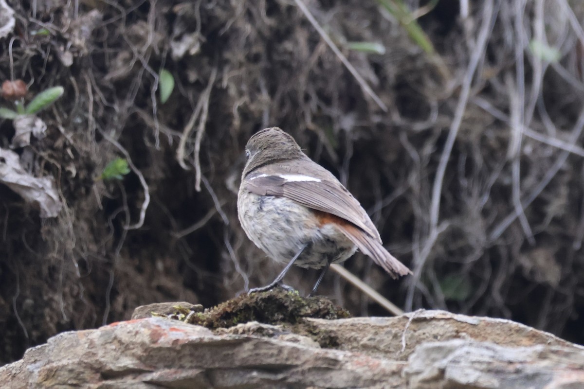 White-throated Redstart - ML637709215