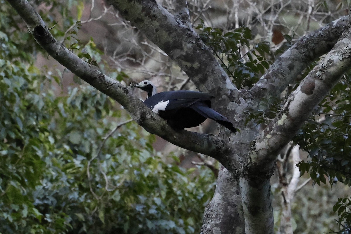 White-throated Piping-Guan - ML637709229