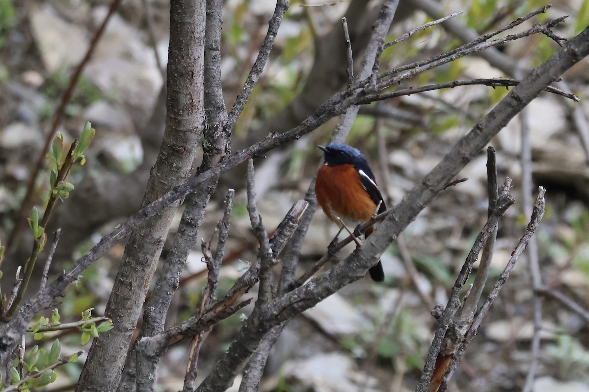 White-throated Redstart - ML637709232