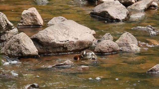 Common/Red-breasted Merganser - ML637709245