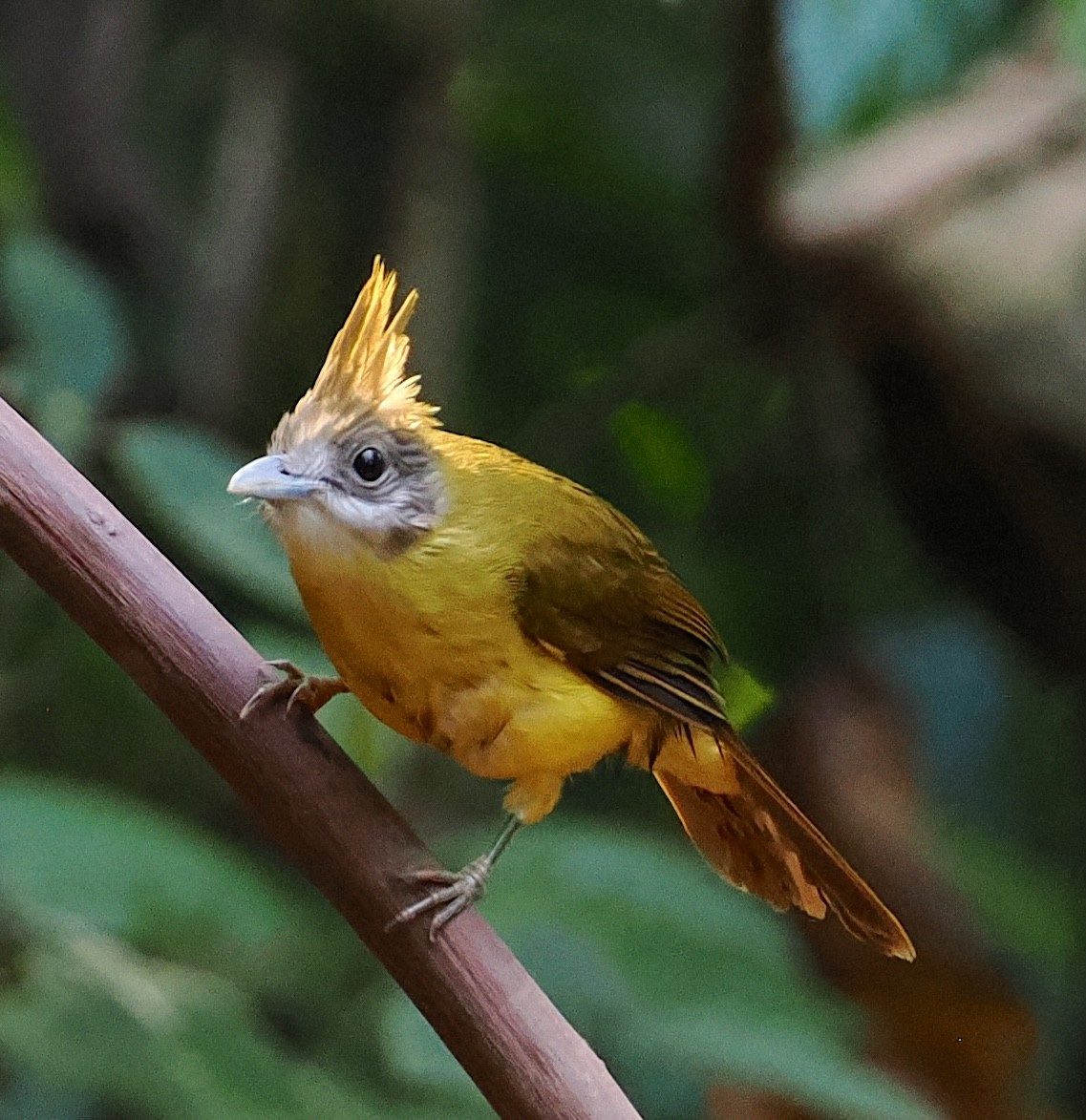 White-throated Bulbul - ML637709257