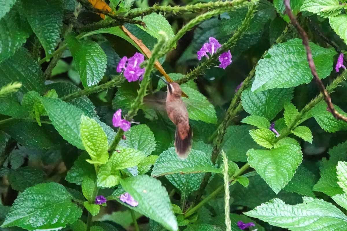 Stripe-throated Hermit - ML637709277