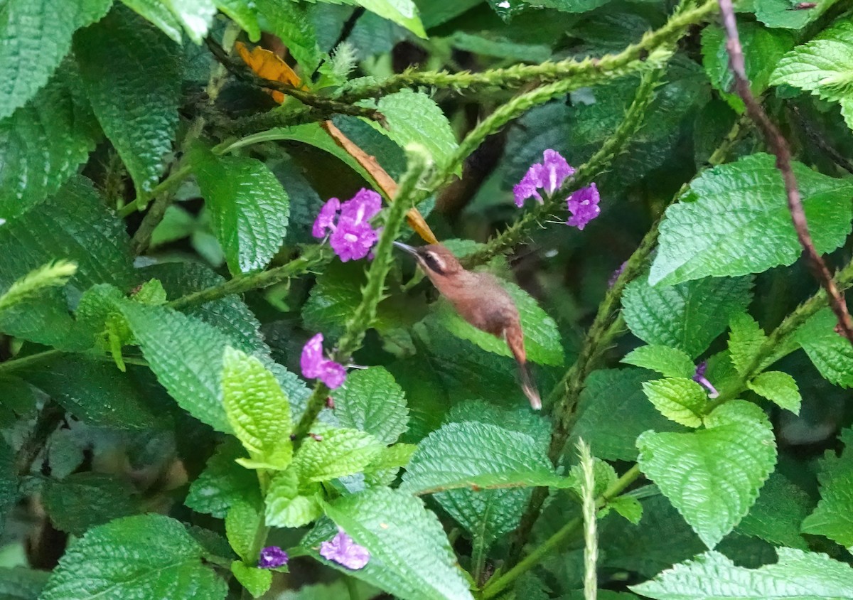 Stripe-throated Hermit - ML637709286