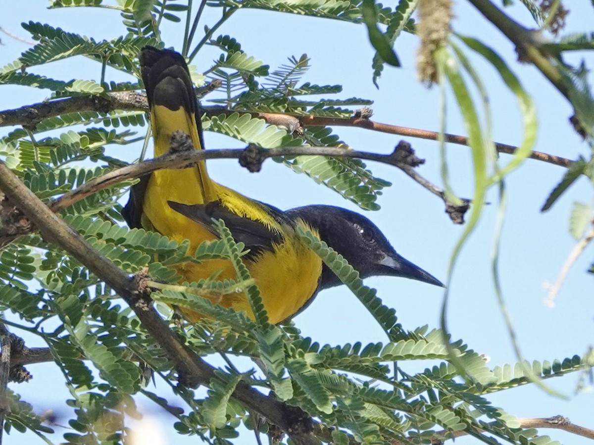Scott's Oriole - ML637709296