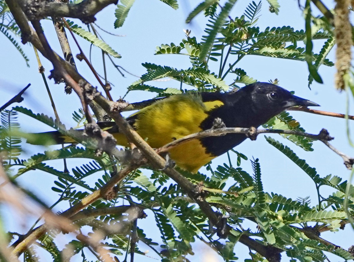 Scott's Oriole - ML637709297