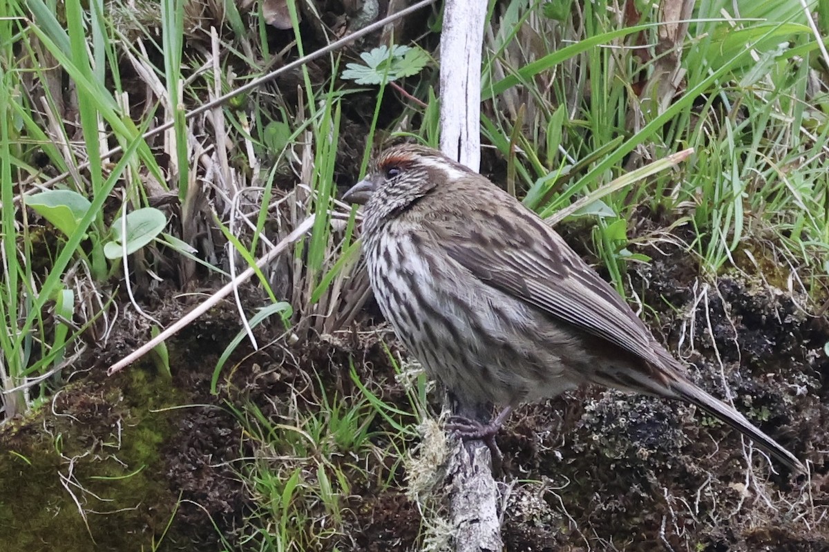 Chinese White-browed Rosefinch - ML637709298