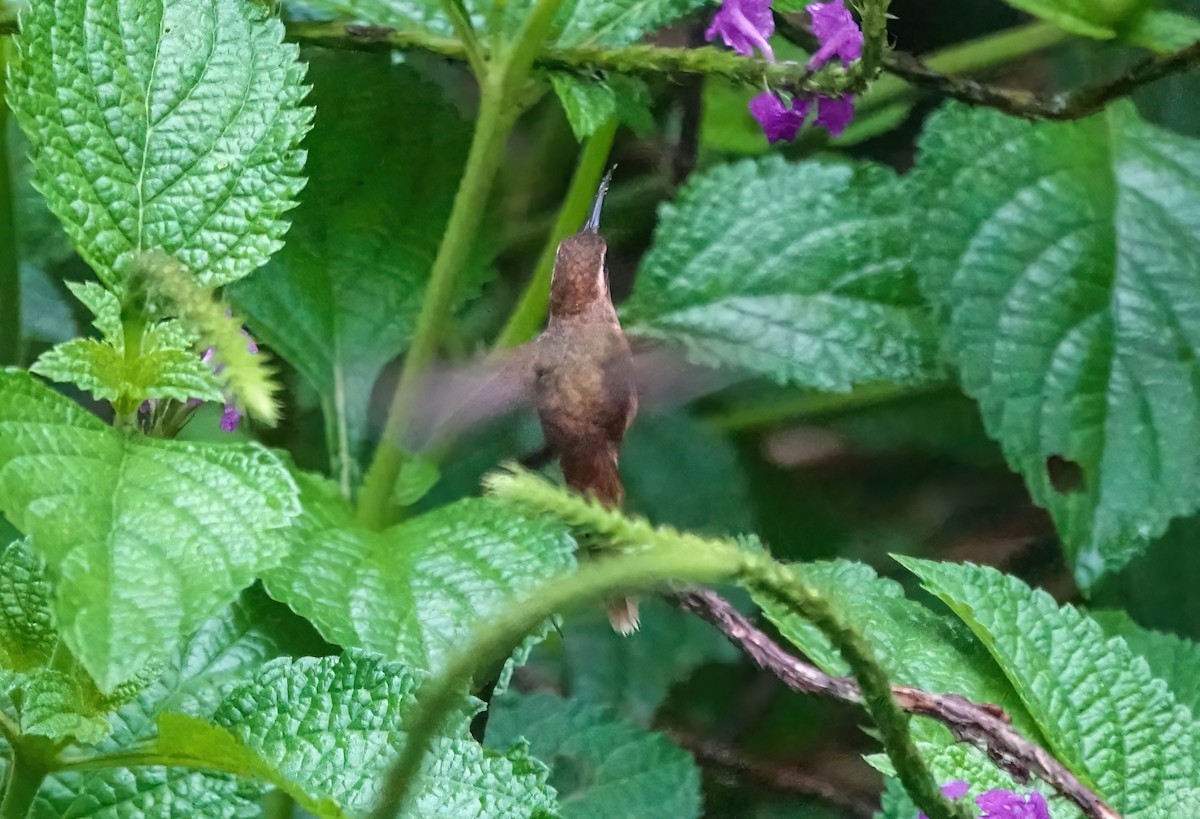 Stripe-throated Hermit - ML637709299