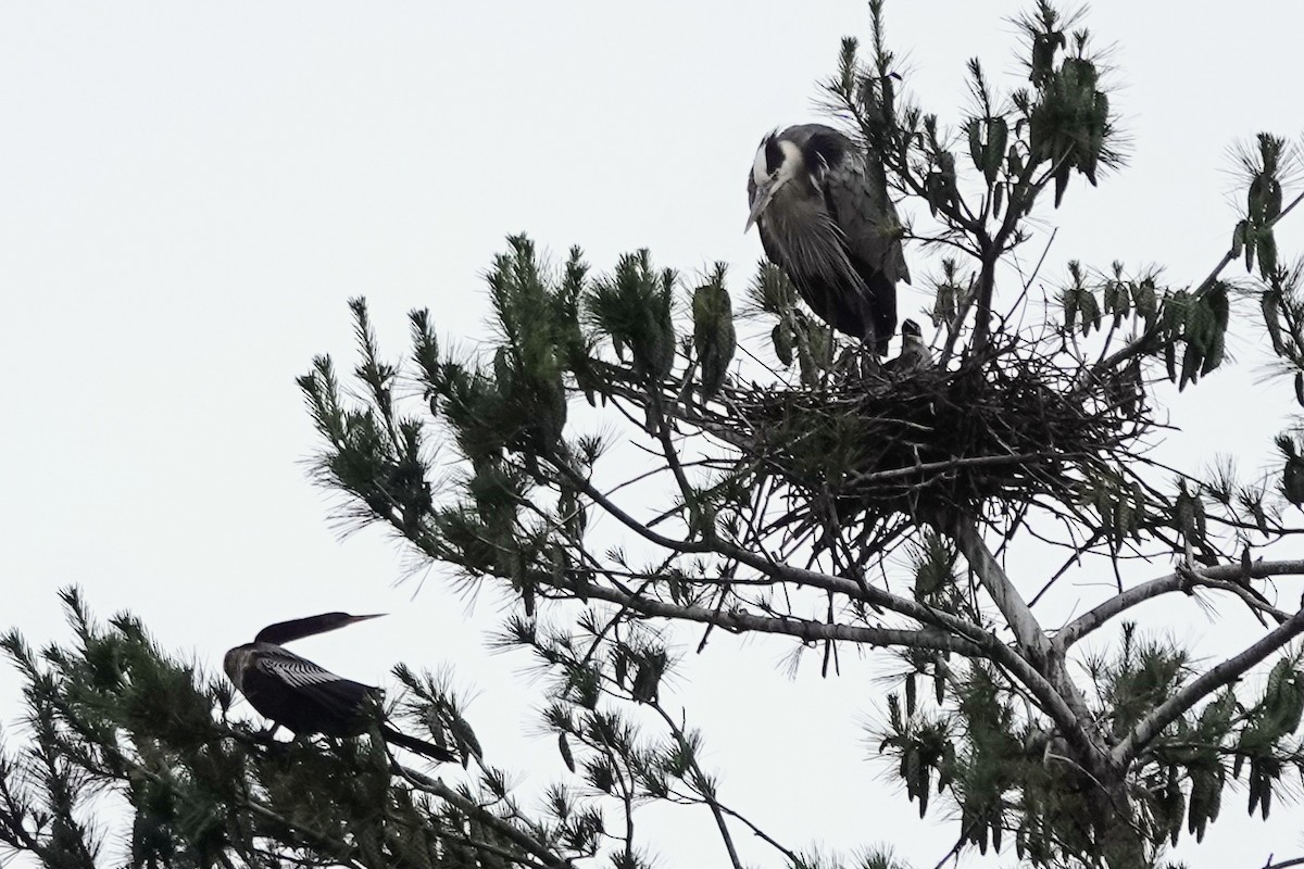 Great Blue Heron - ML637709300
