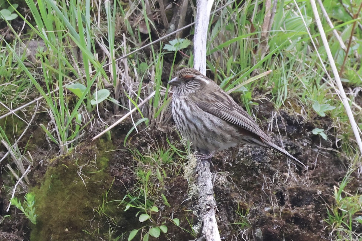 Chinese White-browed Rosefinch - ML637709301