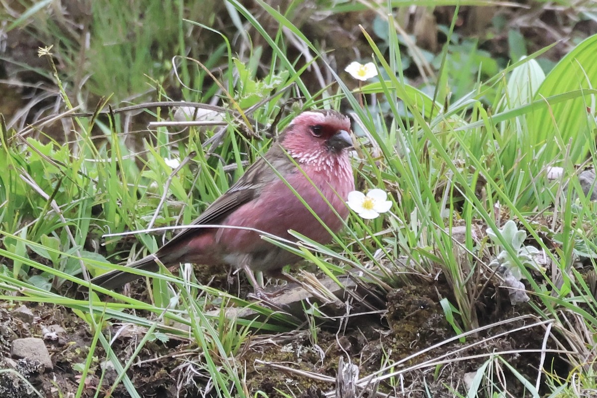 Chinese White-browed Rosefinch - ML637709304