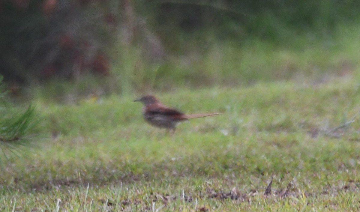 Brown Thrasher - ML637709305