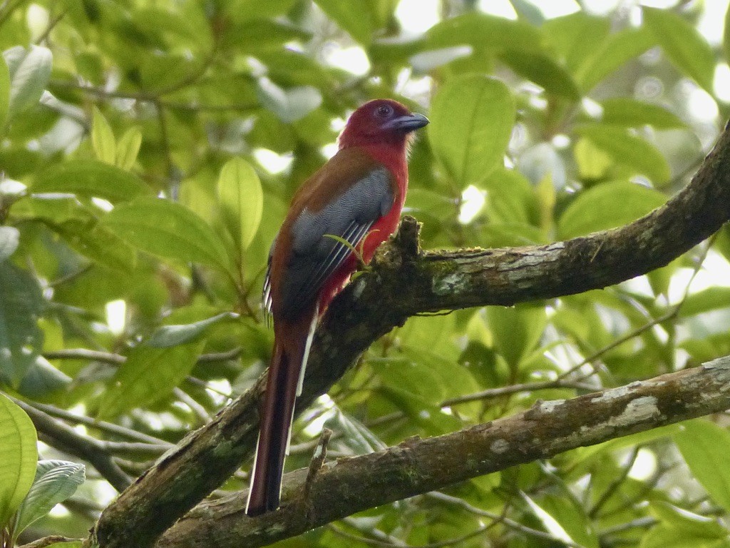 Red-headed Trogon - ML637709306