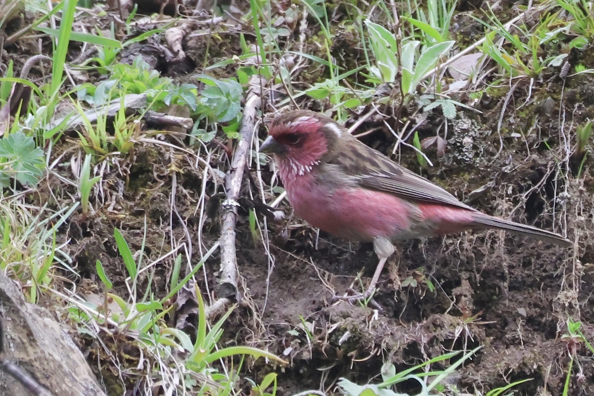 Chinese White-browed Rosefinch - ML637709308