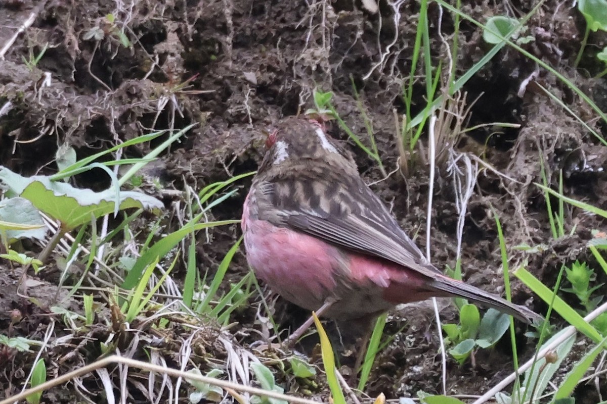 Chinese White-browed Rosefinch - ML637709309