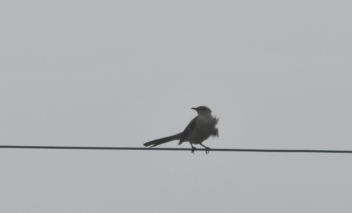 Northern Mockingbird - ML637709310