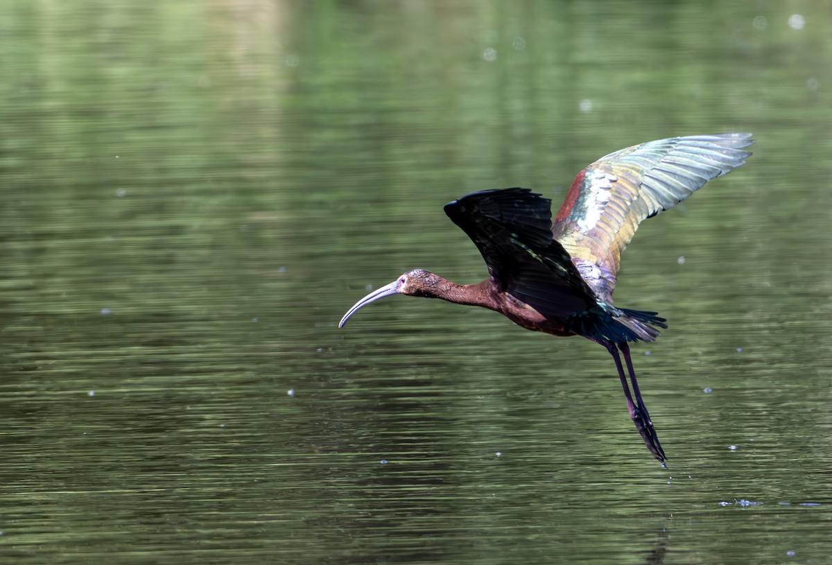 White-faced Ibis - ML637709311