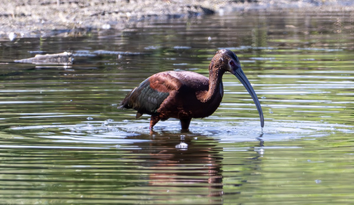 White-faced Ibis - ML637709312